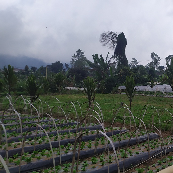 Jual Tanah di Bali